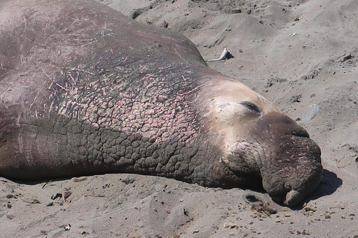 This male elephant seal shows his well-developed nose and pink chest shield.