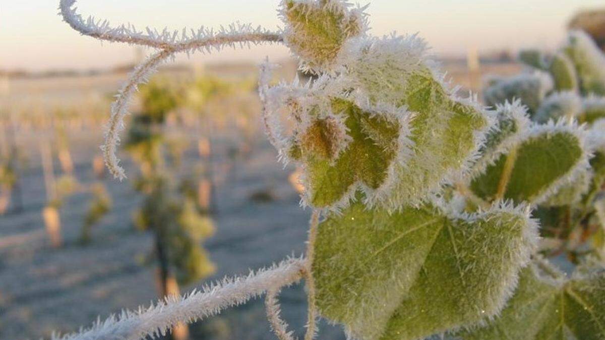 The National Weather Service reported a record low daily temperature in Paso Robles on Friday, Feb. 25, 2022. The city is just one place where cold snaps have popped up heading into a warmer weekend.