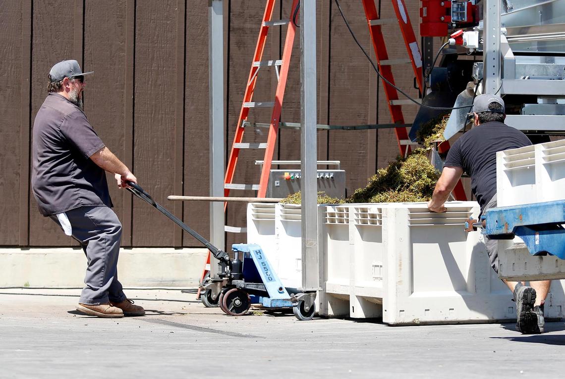 McPrice Myers winery in Paso Robles processes grapes during a heat wave on Thursday, Sept. 1, 2022. WInemaker McPrice “Mac” Myers pulls a bucket full of grape pulp because it’s full.