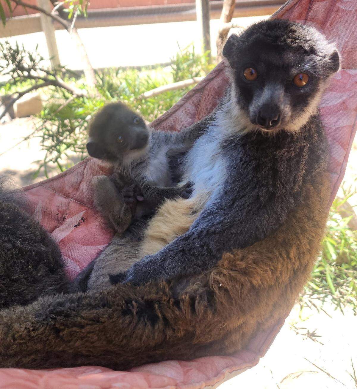 Koba, a critically-endangered mongoose lemur, was born at the Central Coast Zoo on July 4, 2025.