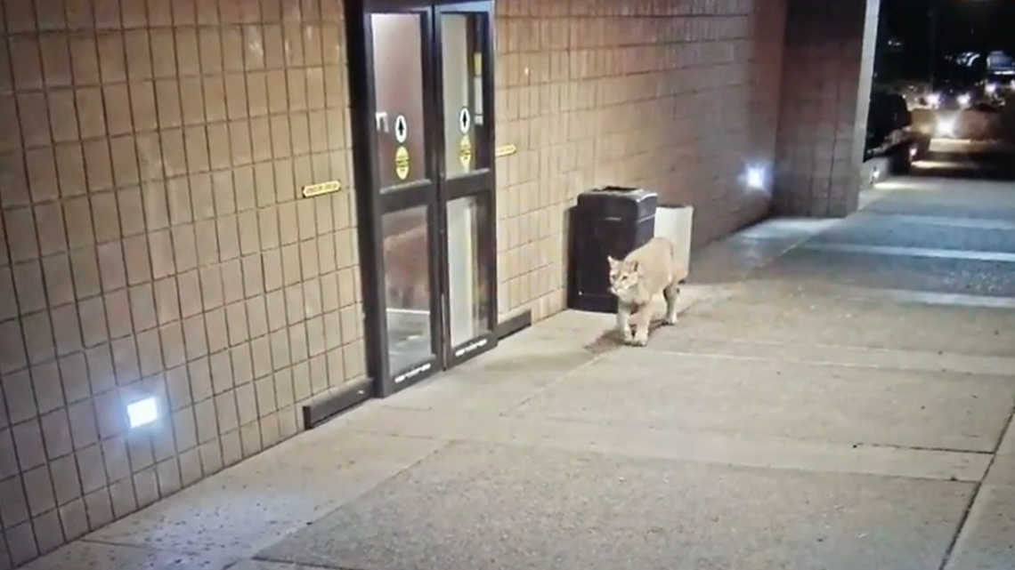 A luxury resort in Arizona came close to having a mountain lion as a patron, after automatic doors slid open to welcome the big cat inside.