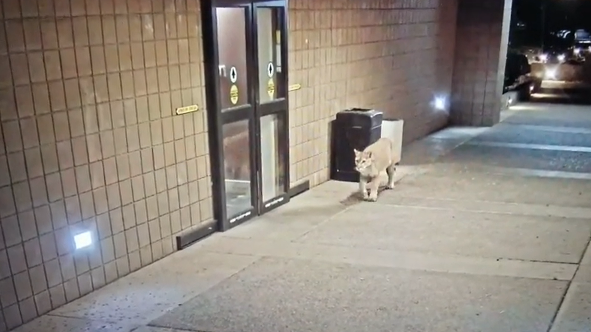 A luxury resort in Arizona came close to having a mountain lion as a patron, after automatic doors slid open to welcome the big cat inside.