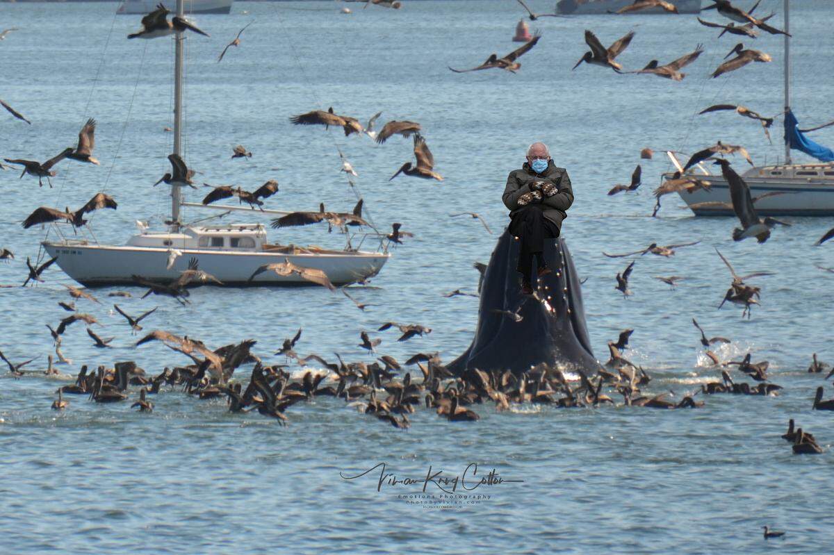 Sanders “riding” a breaching whale in Port San Luis. 