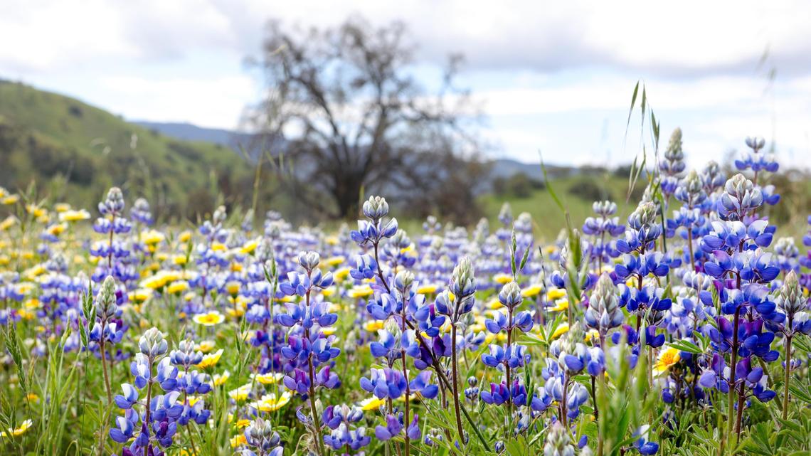 Shell Creek Road off of Highway 58 is a reliable place to see spring wildflowers but this year is not the “Persian Carpet” display seen in superbloom years. Colors are mostly yellow and blue represented by tidy tips, goldfields and lupine. David Middlecamp 4-17-2020