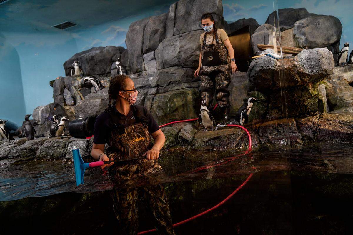 Senior aviculturist Kim Fukuda, left, and aviculturist Madeline McCuen maintain the penguin enclosure at the Monterey Bay Aquarium.