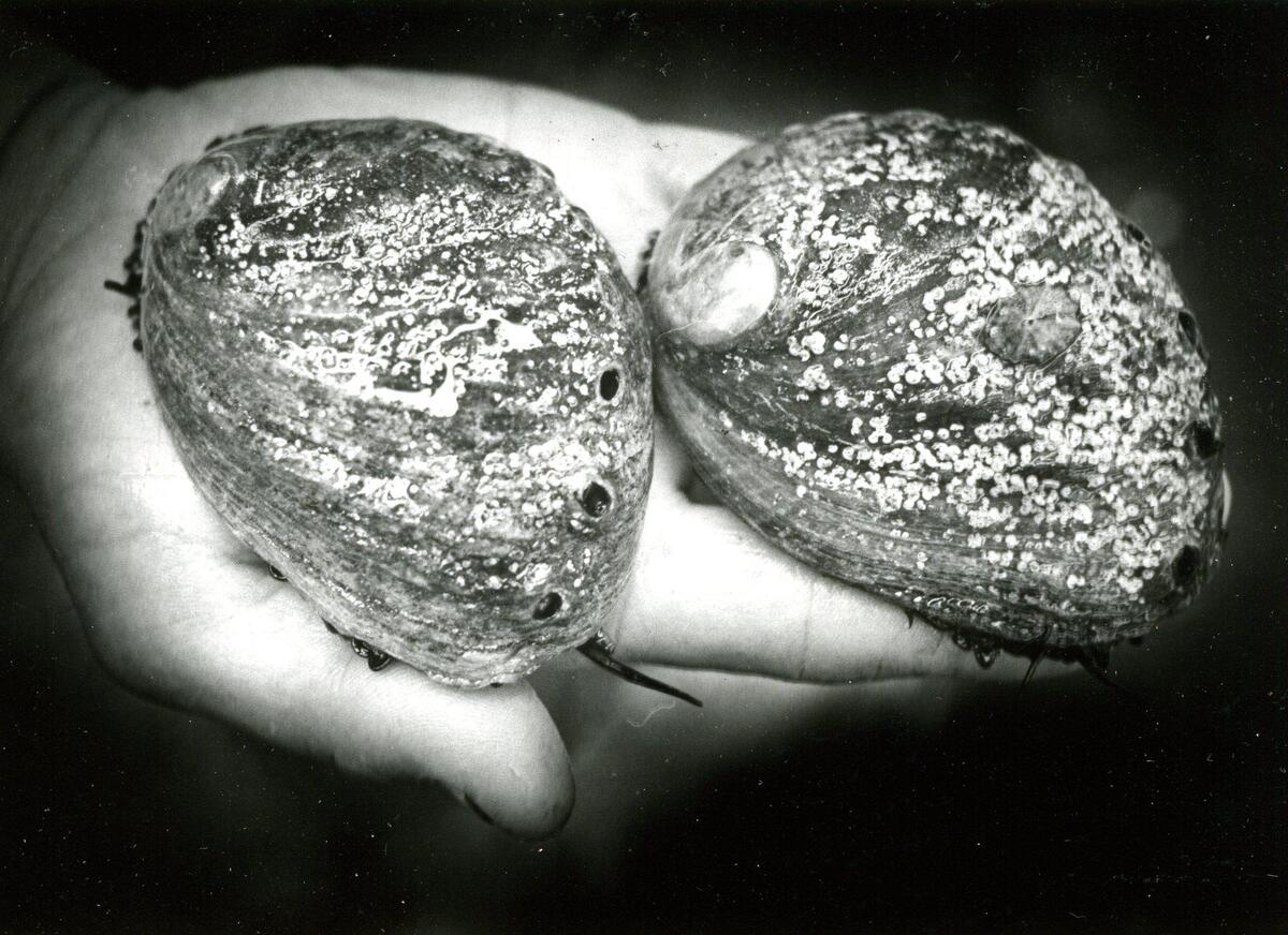 Red Abalones shimmer in the light of a potentially profitable future for commercial growers in California, farm tour near Cayucos on Oct. 12, 1978.