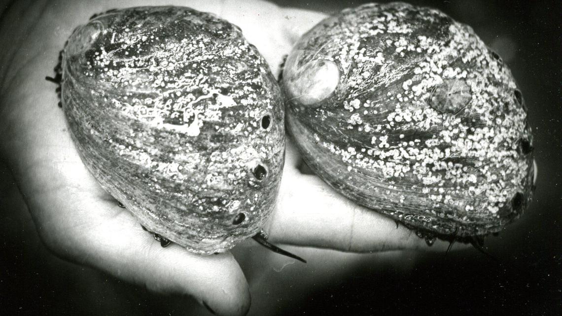 SLO County abalone farm was the first of its kind. Here’s a look at how it was built