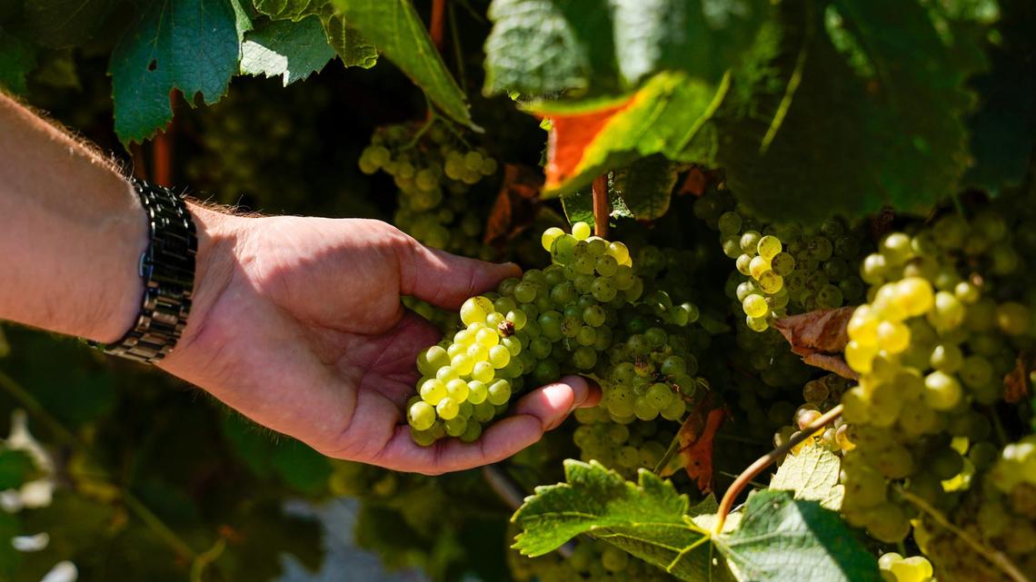 Sextant Wines director of sales and marketing Chris Blake shows a bunch of grapes that will be used to make wine for the company’s new tasting room, Aug. 24, 2024. The tasting room will serve pinot noir and Chardonnay wines made under the Windemere label, along with other California specialties.