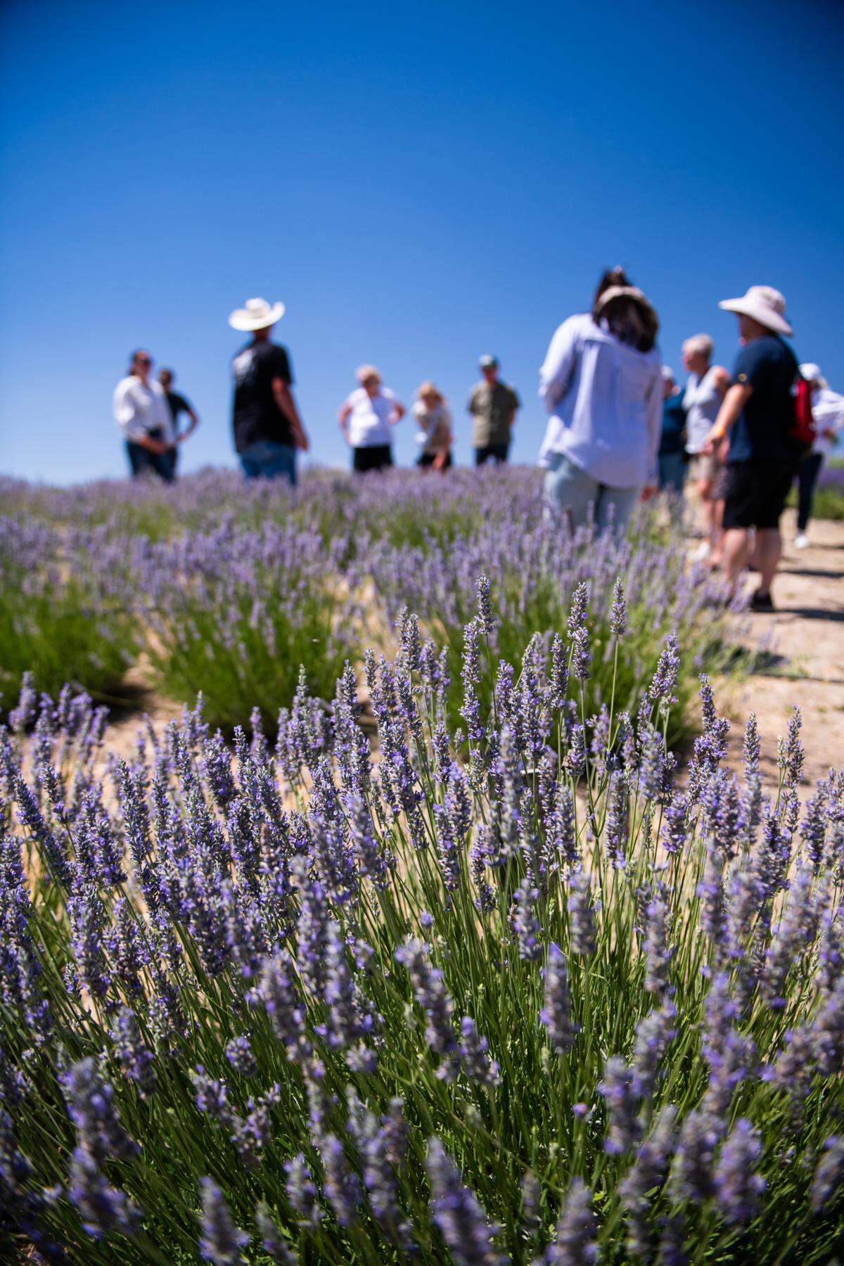 At Hambly Lavender Farms in Paso Robles, guests can pick their own bouquets to take home or shop a range of products and gifts.