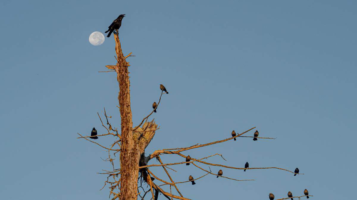A crow and blackbirds stand silhouetted against the full moon in Baywood Park.