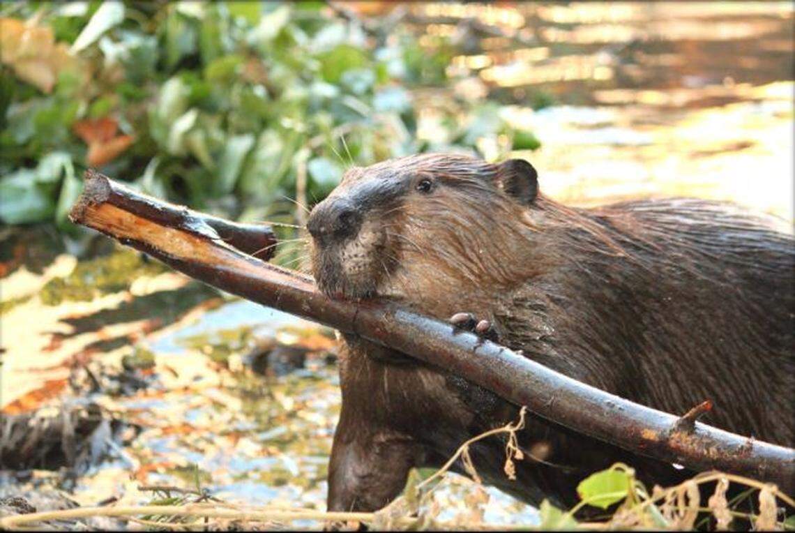 A photo of this handsome beaver was captured by Worth A Dam Foundation and graces the cover of a beaver restoration guide prepared by US Fish and Wildlife Services and others in 2018.