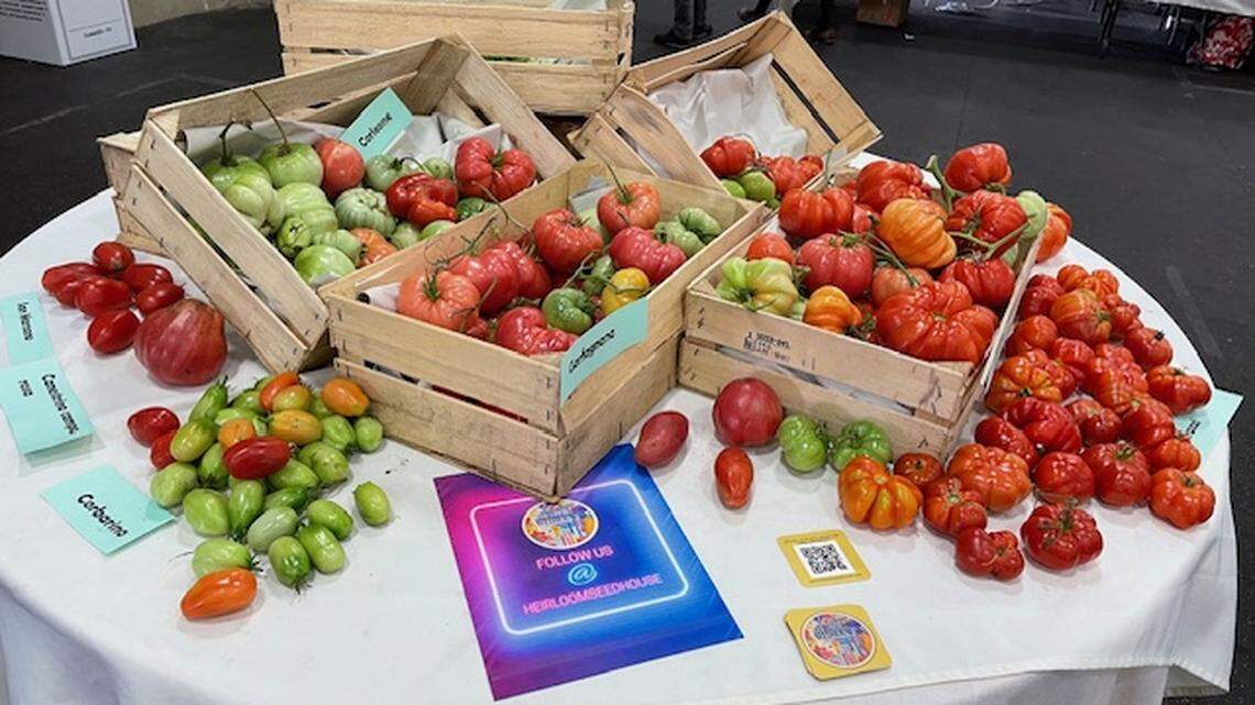 It’s time to start planning for tomatoes in your SLO County garden. What to know