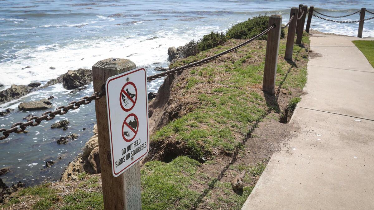 Ground squirrels’ burrowing is contributing to erosion issues along the bluffs in Shell Beach, seen here on May 5, 2025. Signs warn not feed birds or squirrels.