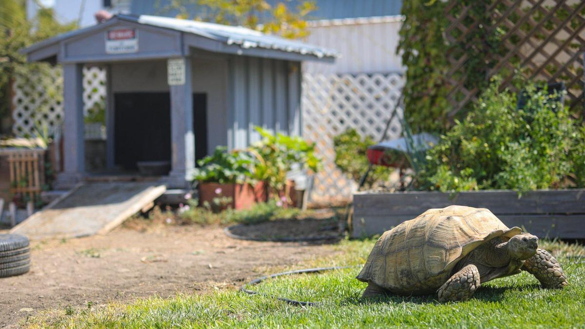 Kimberlee Booth runs a turtle rescue facility near Paso Robles in part because her daughter Ashlynn Miles loves animals.