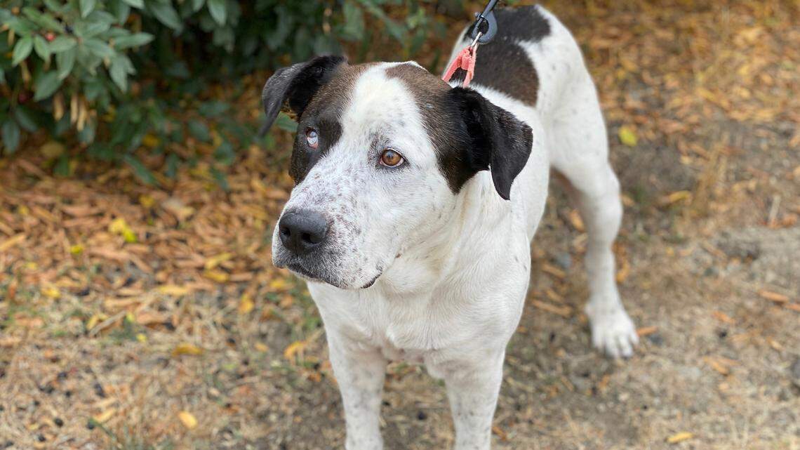 Duke the laidback dog loves the simple life. He’s looking for a loving home