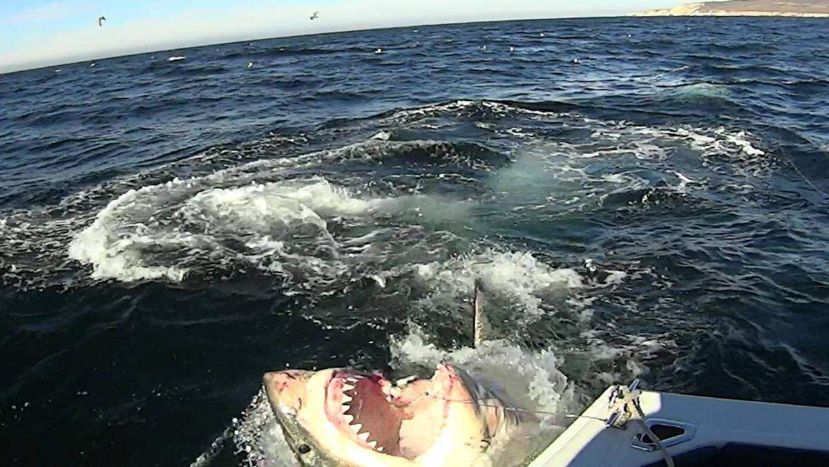 “Poe Girl” is a 17-foot great white shark that has been tracked by the Marine Conservation Science Institute since 2017, when Keith Poe, a researcher with MCSI tagged her. Poe Girl was in the Morro Bay area at the time of a fatal shark attack on Dec. 24, 2021, but there is no evidence to suggest that she is the shark that attacked the boogie-boarder.