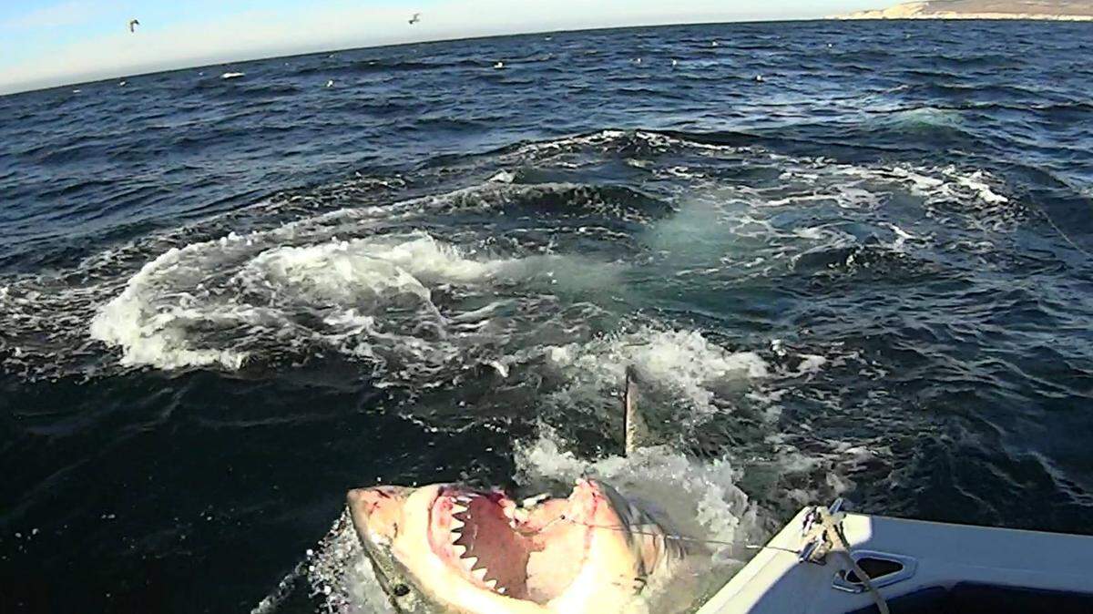 ‘A new white shark frontier’: Morro Bay attack focuses attention on Central Coast population