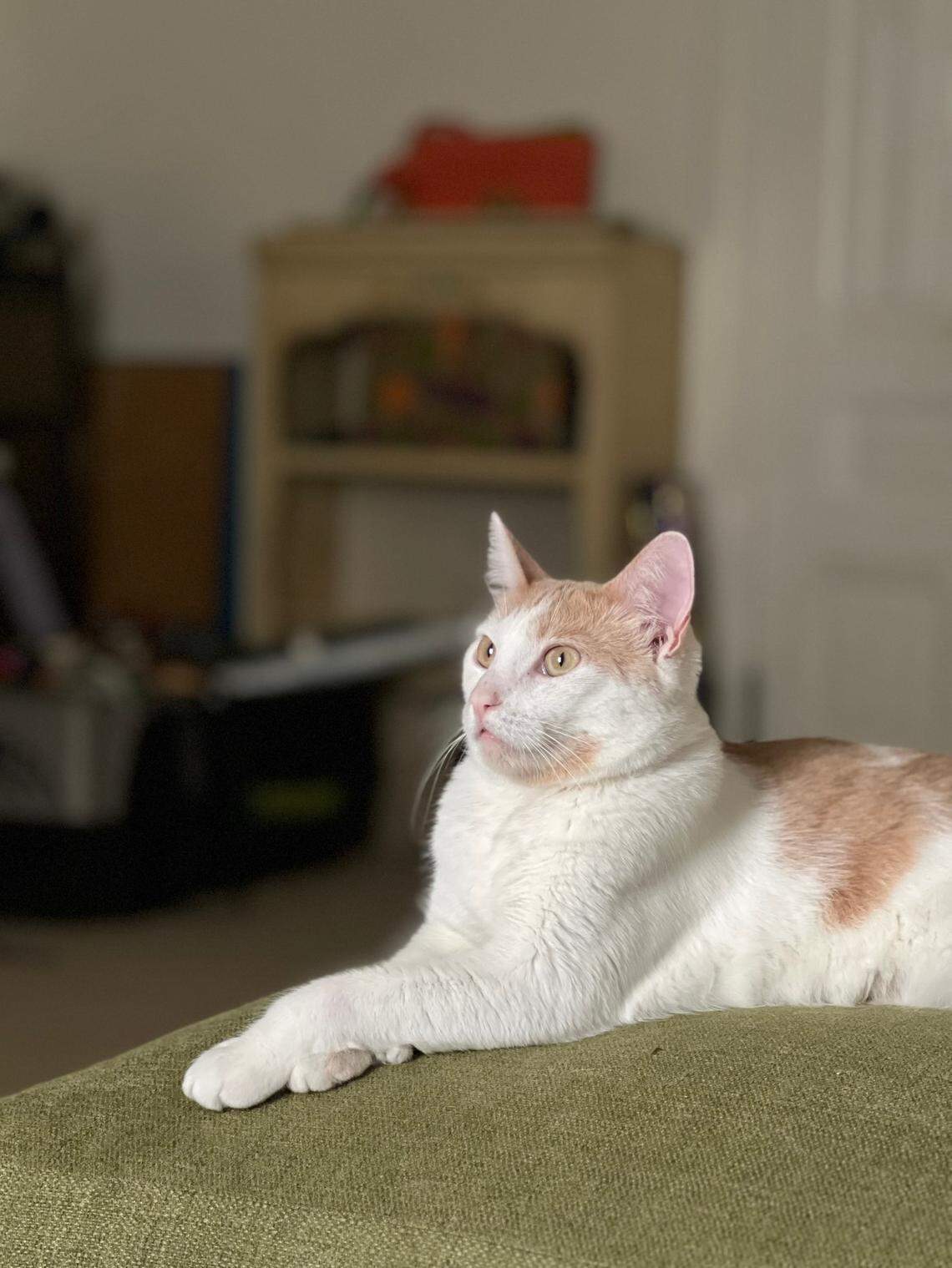 Spock, a 2-year-old cat, is the pet of Tribune reporter Joan Lynch. Spock loves chasing laser pointers, eating salmon and being carried around like a toddler on your hip in the morning.