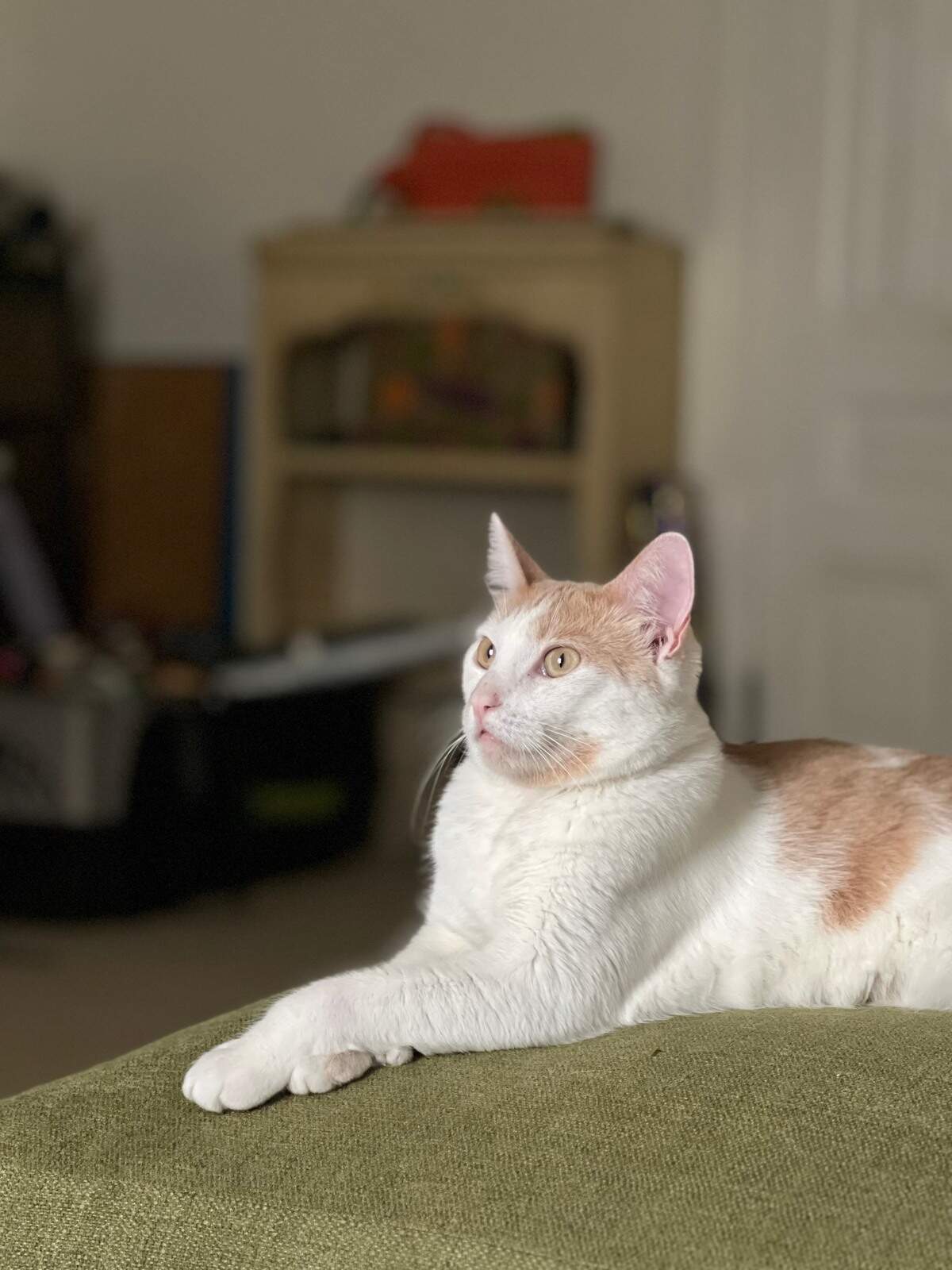 Spock, a 2-year-old cat, is the pet of Tribune reporter Joan Lynch. Spock loves chasing laser pointers, eating salmon and being carried around like a toddler on your hip in the morning.