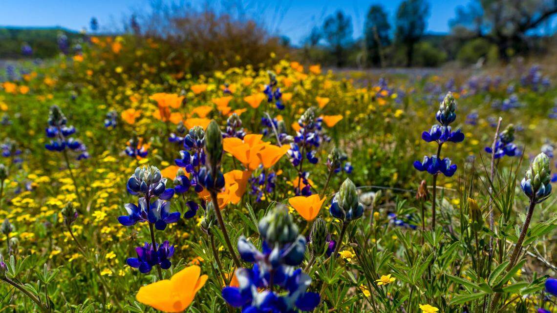 SLO County wildflowers are in full bloom — here’s a peek at one of the best displays
