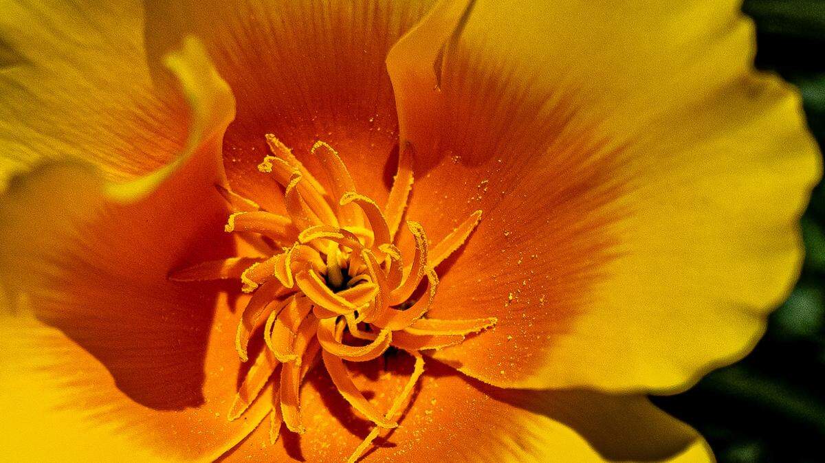 Due to the warmer temperatures and sunnier days, a notable increase in the abundance of wildflowers are expected this month, such as this California Golden Poppy.