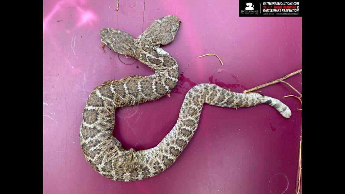 A professional snake catcher searching for den of rattlesnakes stumbled on a two-headed western diamondback rattlesnake near Arizona golf course. The snake, which died, has shaken social media.