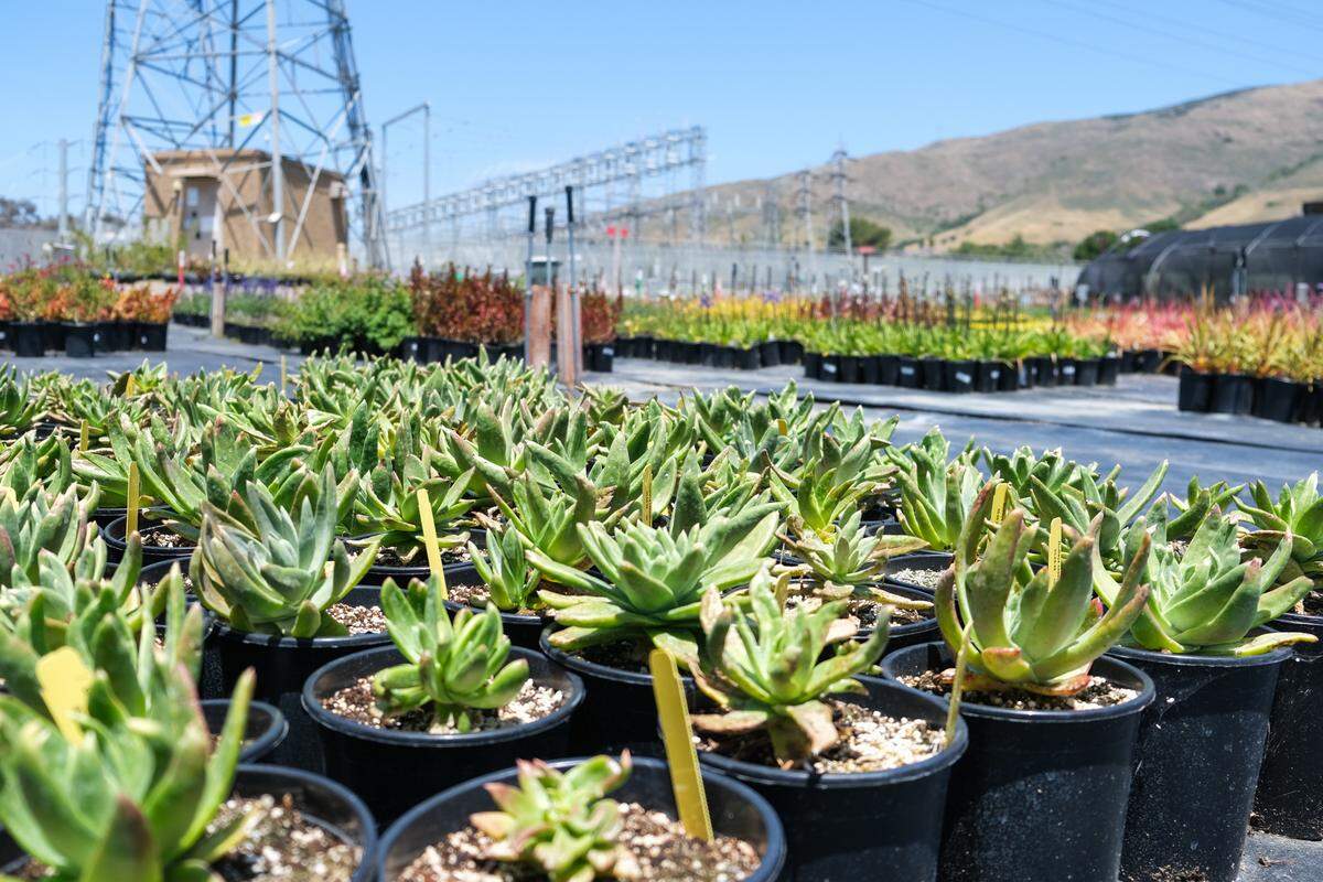 Plants at the Growing Grounds Nursery on May 15, 2025. Growing Grounds is a vocational work program run by Transitions-Mental Health Association to help people with severe mental illness or substance abuse disorder reenter the workforce.&nbsp;