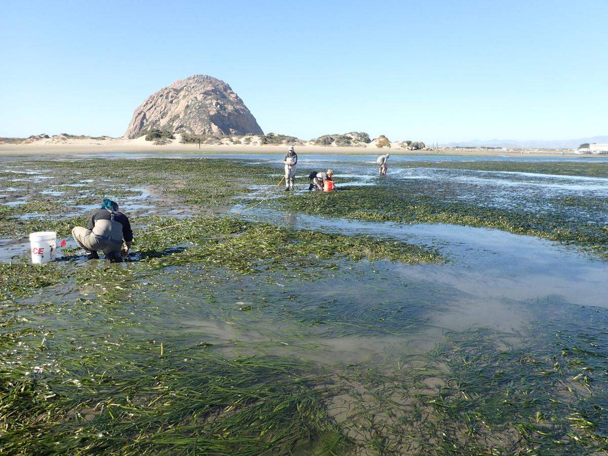 Workers harvest eelgrass in the Morro Bay estuary in 2020. The seagrass nearly completely died off from 2007 to 2016 before restoration efforts helped spur a massive recovery.