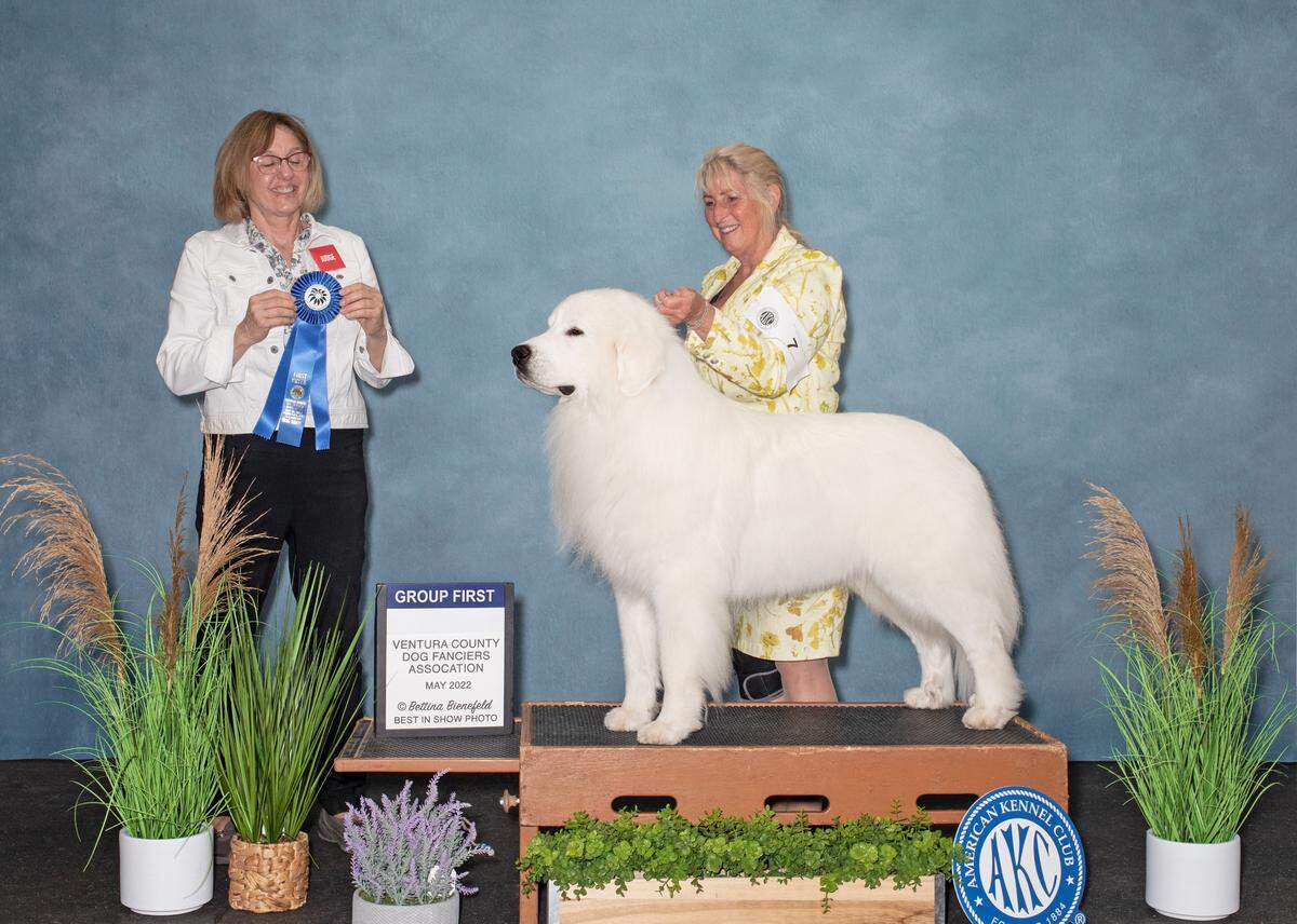 EJ, a Great Pyrenees dog from Arroyo Grande, won first place in the working group at the Ventura Kennel Club in May 2022. In June, he’ll compete in the Westminster Kennel Club Dog show. With him is owner and handler Terrie Strom.