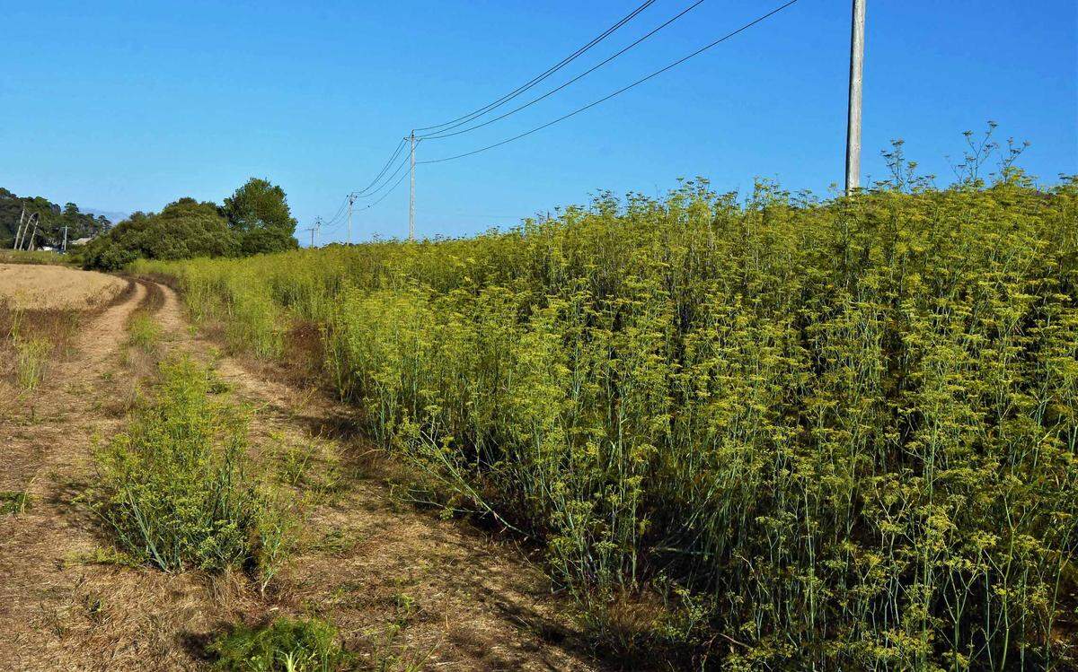 Wild fennel grows prolifically in areas with disturbed soil, like farms and vineyards.