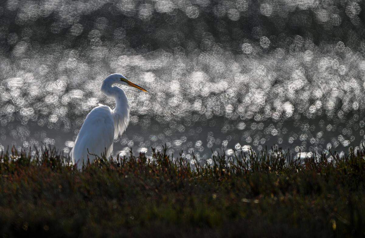 A great egret looks out over the water near Baywood Park in August 2024.