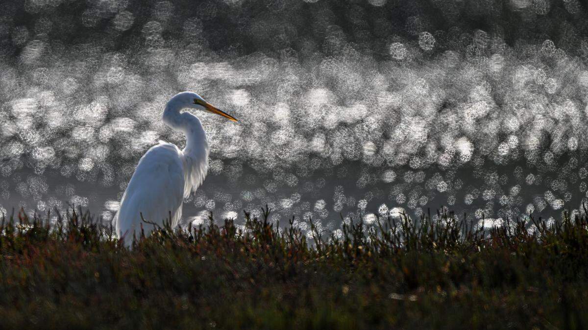 Great Egret near Baywood Park.