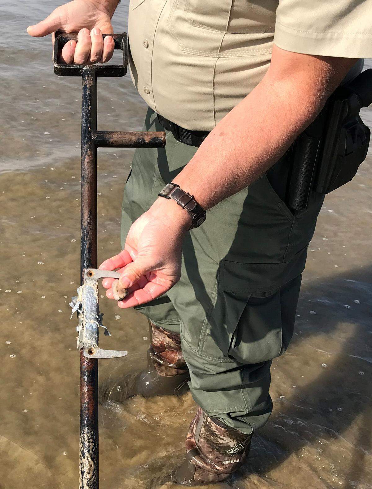 Fish and Wildlife Lt. Todd Tognazzini uses his clam fork to compare a clam to the legally required size of 4½ inches.