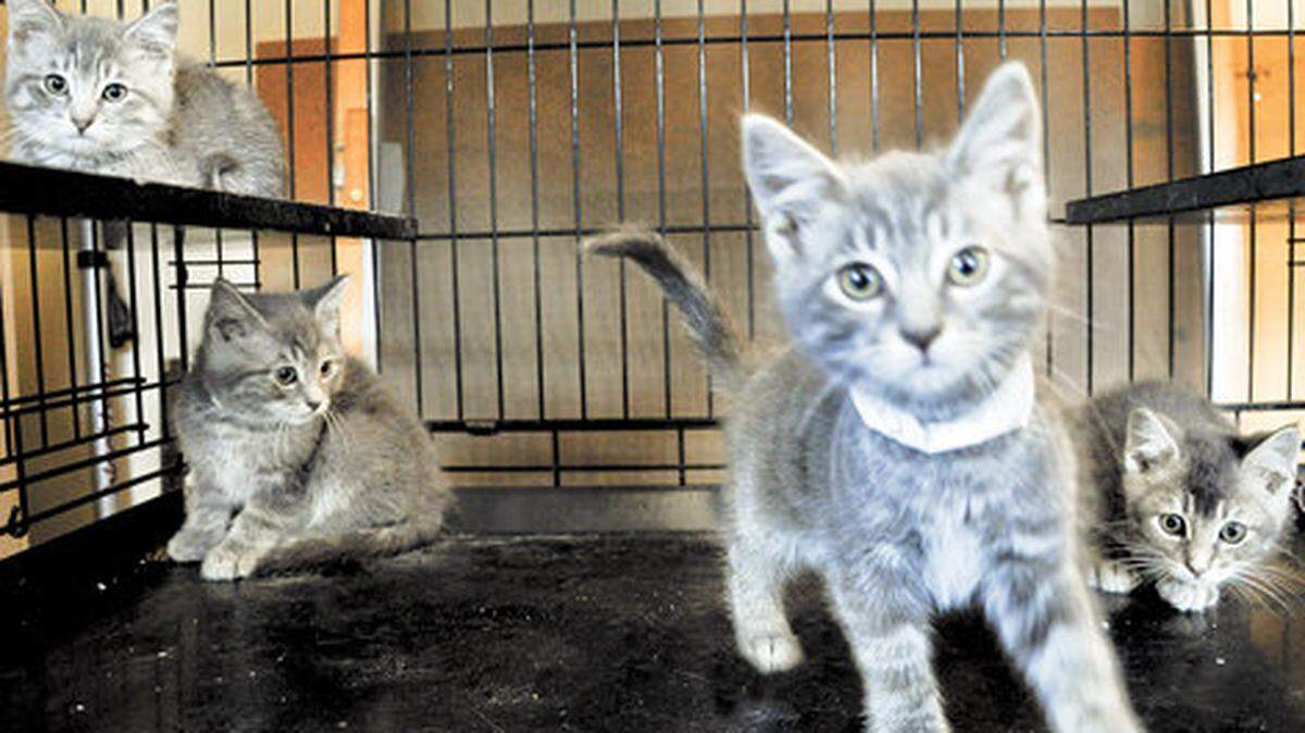 super cute caged kittens
Pet Tales
6-24-10