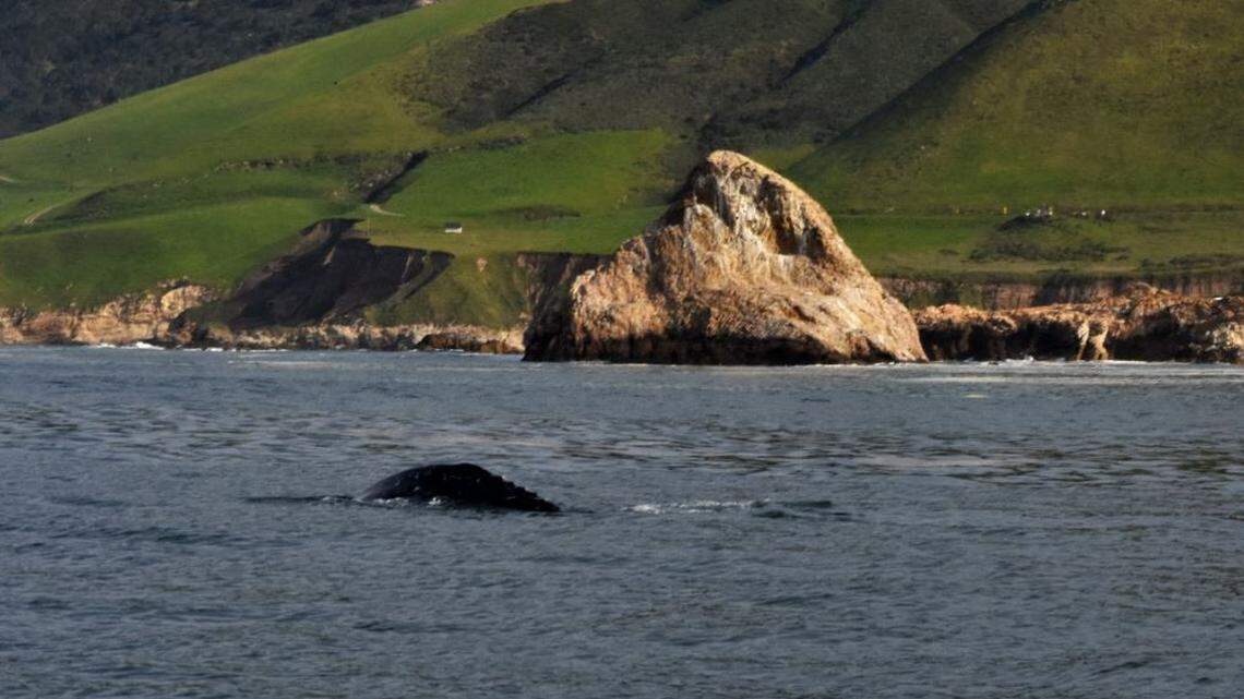 A giant sea serpent off the Central Coast? Nope, it’s California gray whale season
