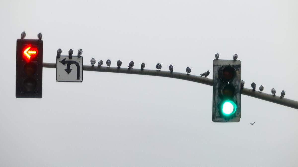 Pigeons sit on a traffic signal on Grand Avenue in Grover Beach as rain falls on Tuesday, Dec. 27, 2022.