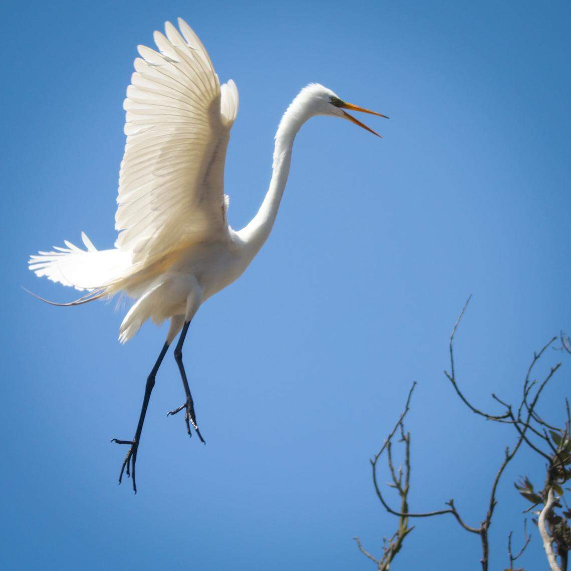 A great egret shows maneuverability as it lands in a treetop on June 15, 2022 in the rookery near the Morro Bay Natural History Museum. Five varieties of birds are nesting in the area, including great blue herons, great egrets, double-crested cormorants, snowy egrets and black-crowned night herons.
