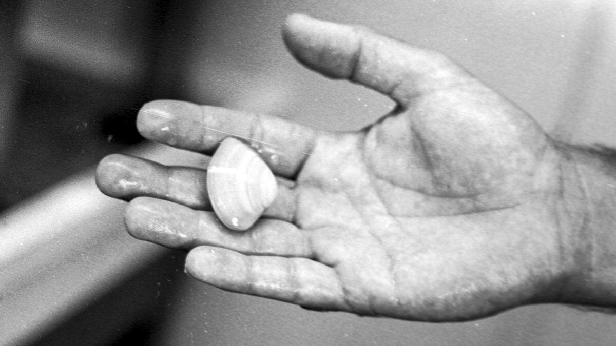 Marine biologist Art Haseltine tenderly cradles the largest Pismo clam grown in captivity. The strapping 2 1/2-year-old specimen -sole survior of one experimental batch - measures about 1 1/2 inches across its bivalve shell. Photographed on June 15, 1981.