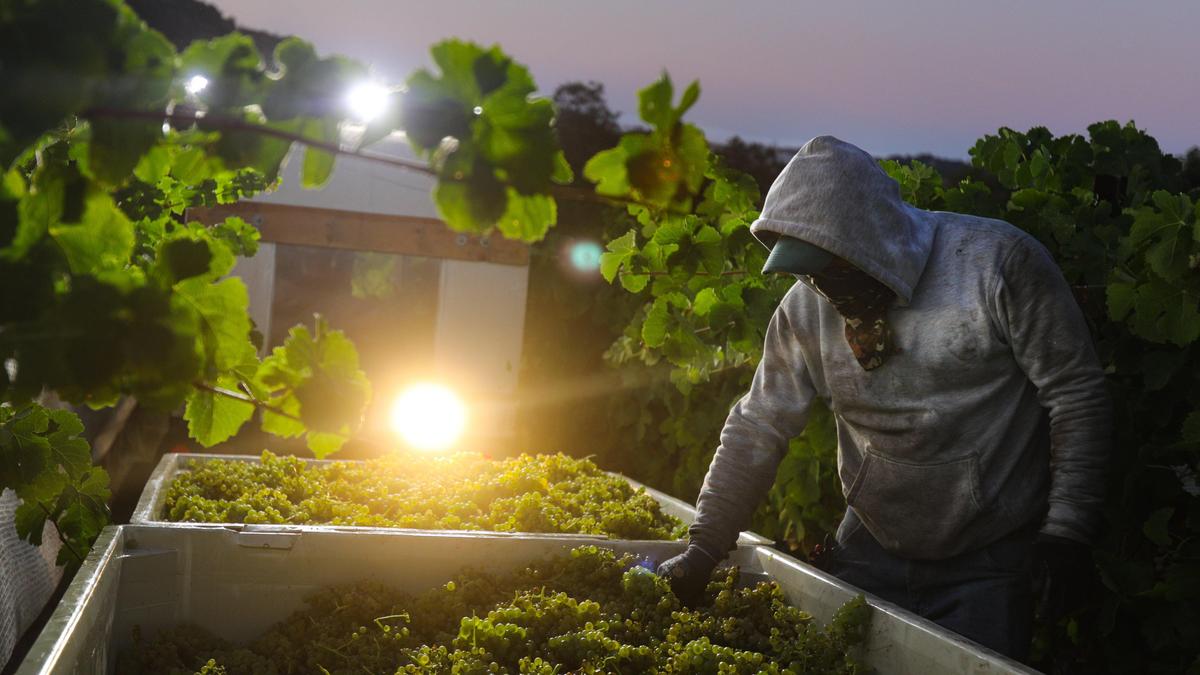 Leaves and stems are removed from bins of Marsanne grapes. Alta Colina in Paso Robles harvests wine grapes just before dawn in September.