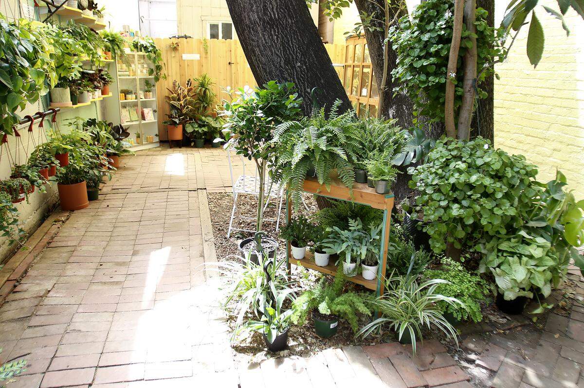 The Understory Plant Shop opened in downtown San Luis Obispo, California as part of owner Samantha Huntley’s interior plant design business Happy Plant Company.