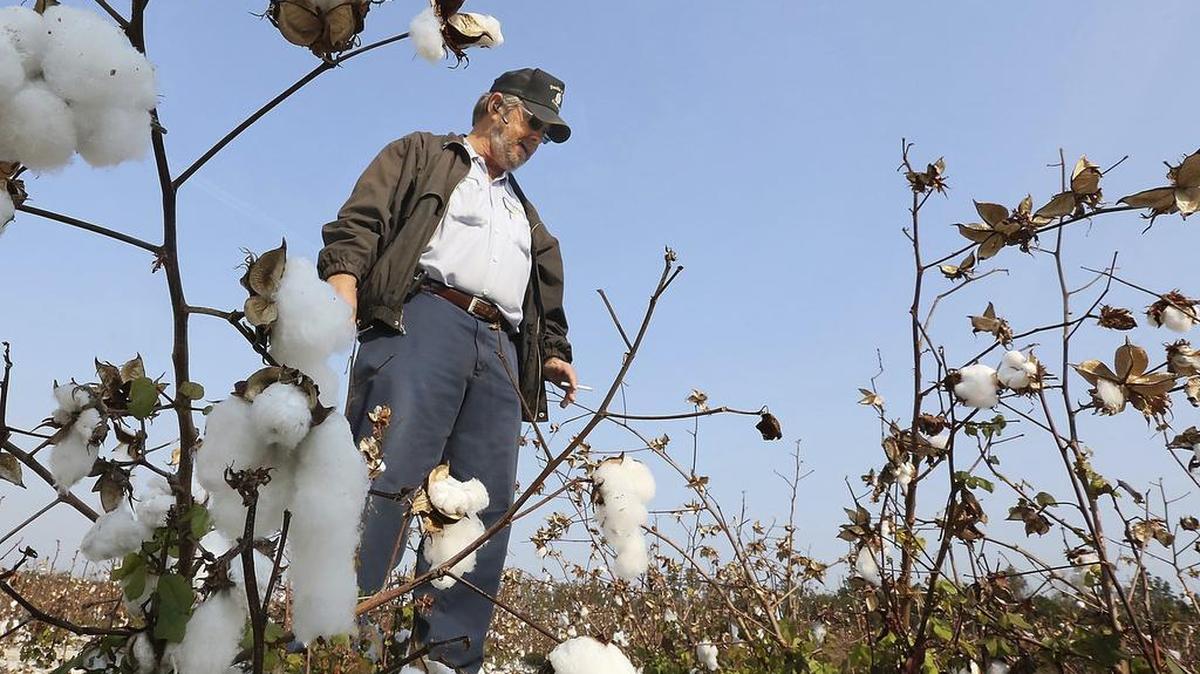 In this 2016 file photo, a cotton farmer in South Carolina surveys damage to his crop caused by a hurricane.
