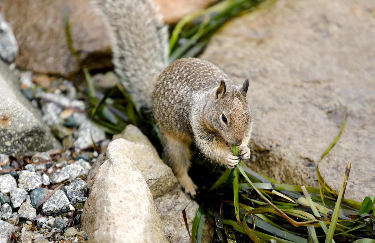 A ground squirrel munches on eelgrass near Morro Rock. The seagrass nearly completely died off in the Morro Bay estuary from 2007 to 2016 before restoration efforts helped spur a massive recovery.
