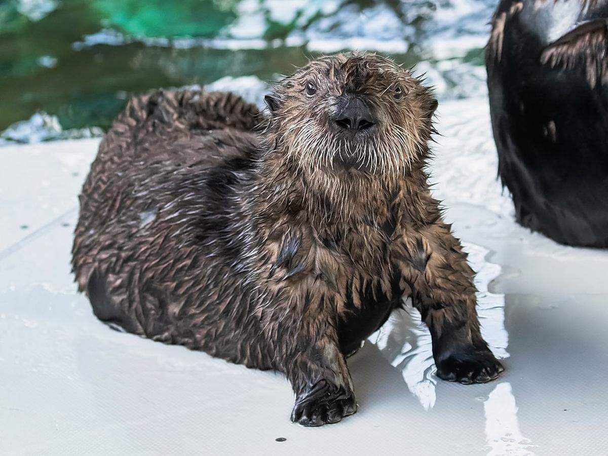 An orphaned sea otter pup found off Pismo Beach was rescued by the Marine Mammal Center and is being raised at the Aquarium of the Pacific in Long Beach.