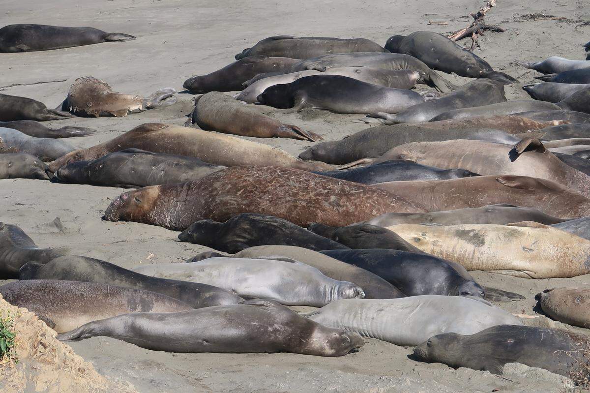 This big bull elephant seal hasn’t started to molt his scarred skin yet. The females and juveniles around him are mostly finished molting. Note the ragged skin peeling off the one in the top left.