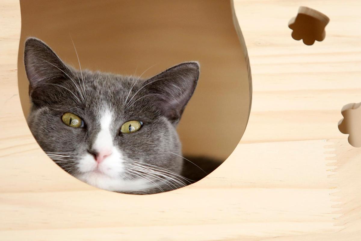 This gorgeous cat’s name is Starksky. The Caffeinated Cat Cafe hosted its grand opening in Grover Beach on Dec. 14, 2024, after over a year of trying to get the business up and running.