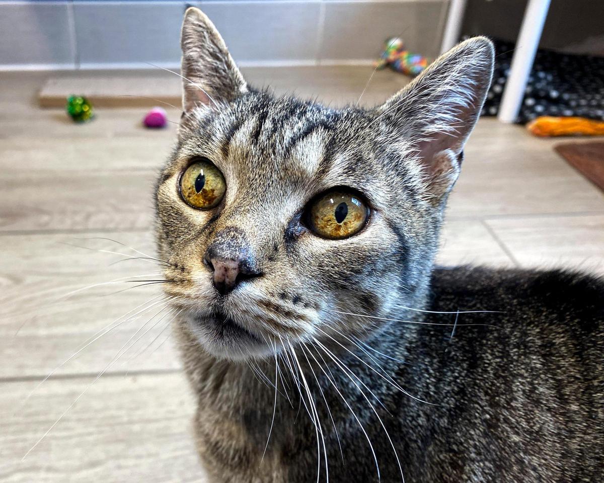 Bubba the cat is looking for a new home at Woods Humane Society on Feb. 14, 2025.