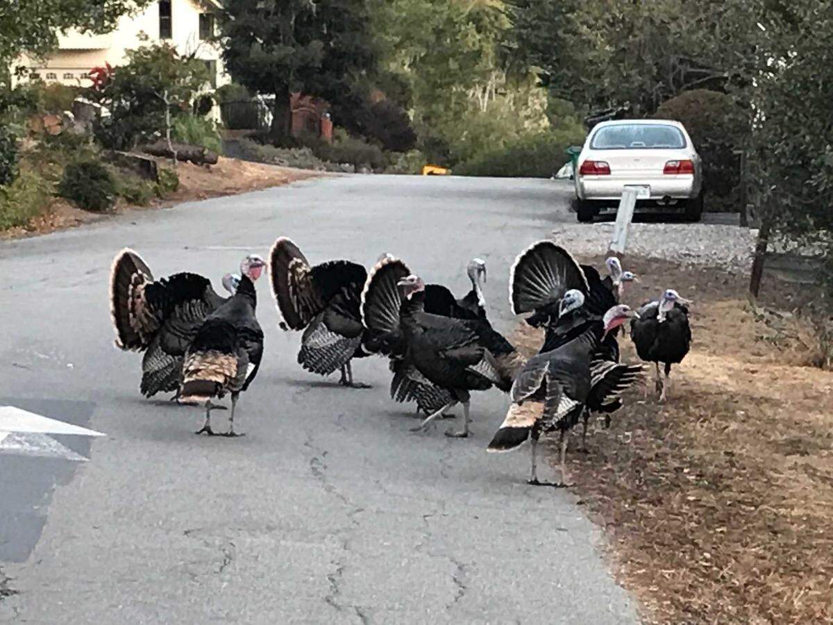 Male wild turkeys, trailing a large group of females, strut their stuff in early November 2020.