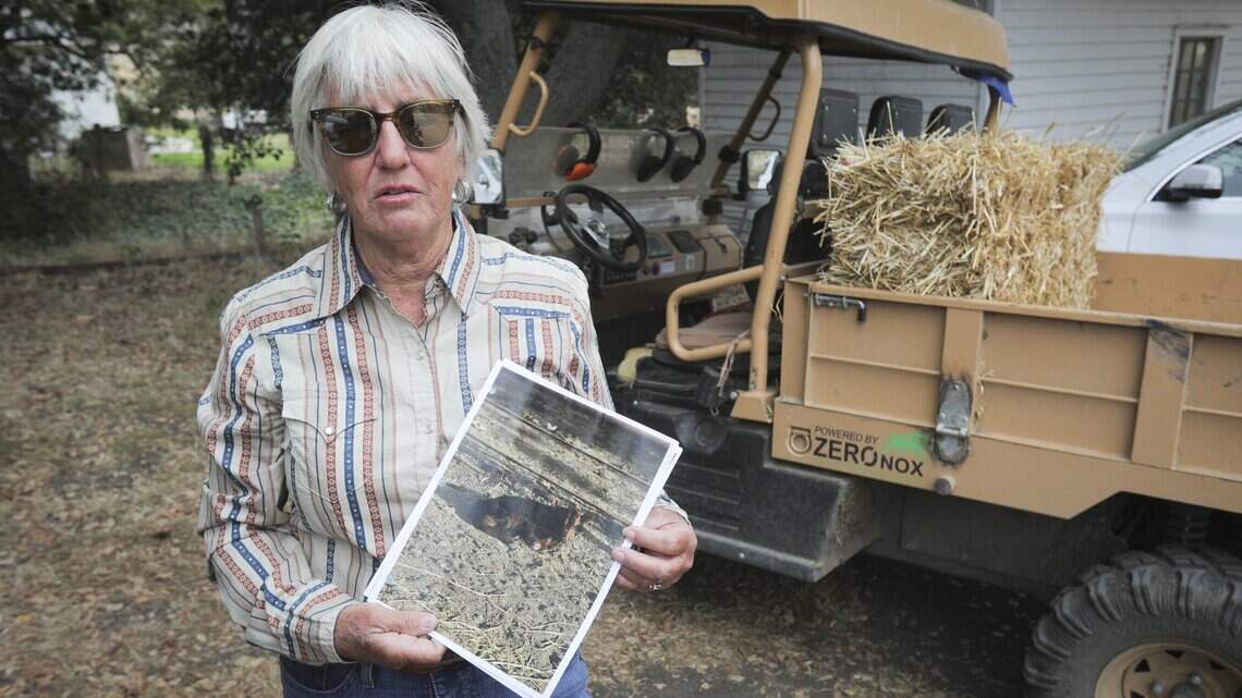 SLO County ranchers are losing livestock to bears. Now some want a hunting season