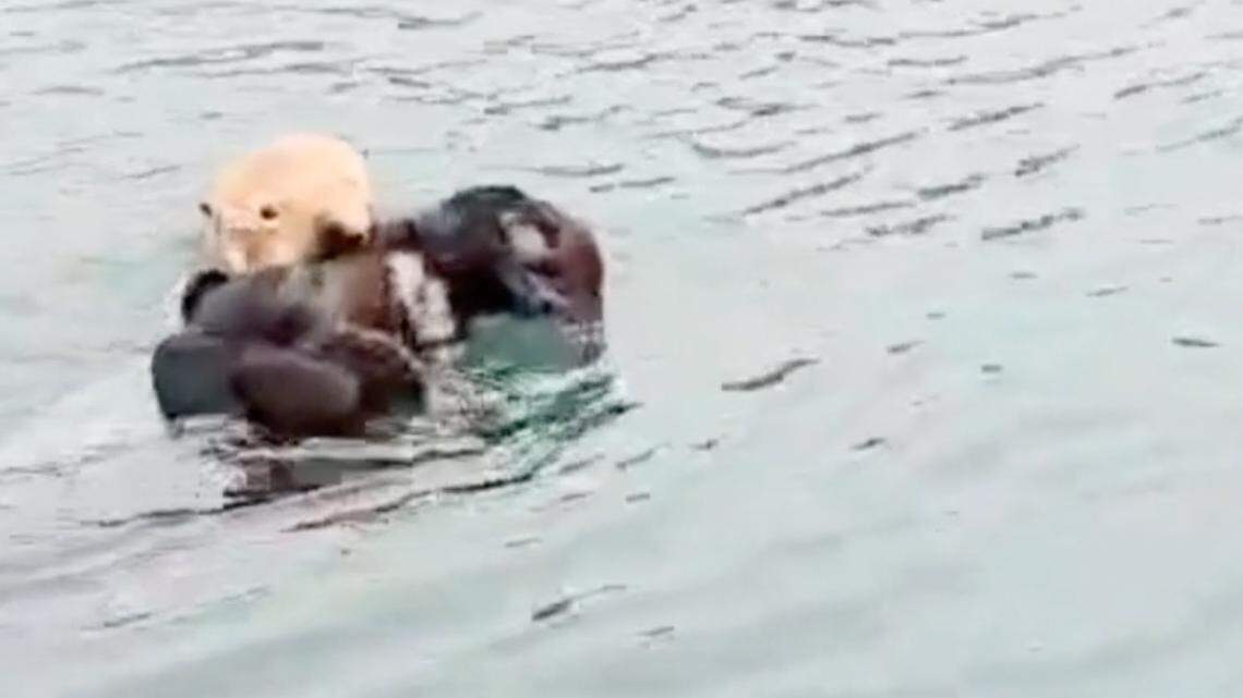 A Marine Mammal Center team reunited a sea otter mother and pup on Oct. 20, 2025, in Morro Bay, the first reunion in six years.
