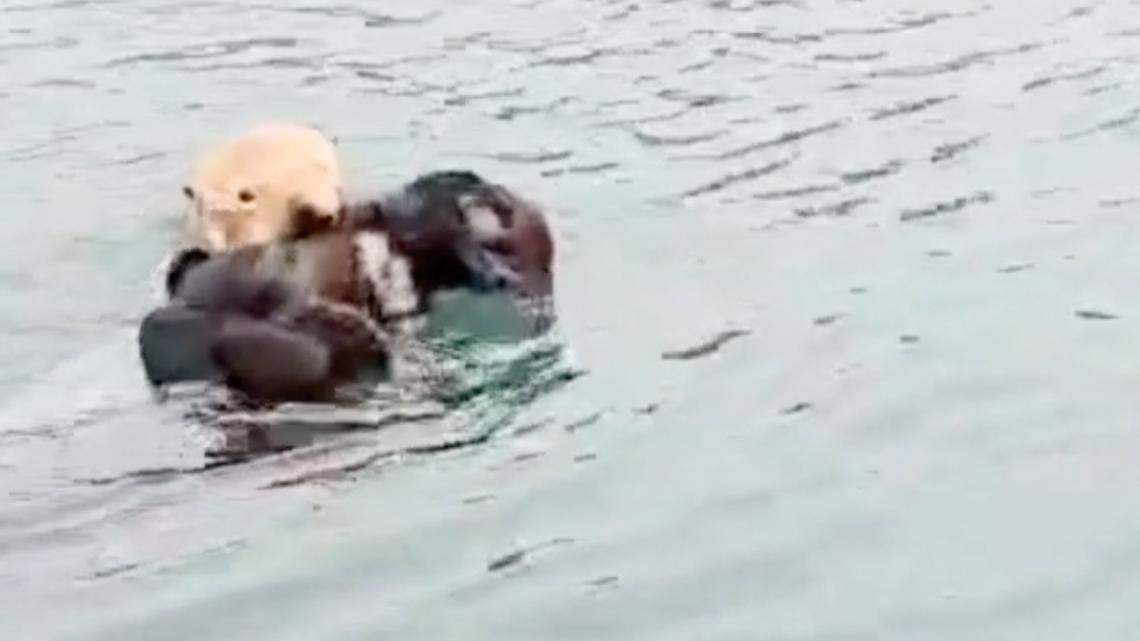 Lost otter pup was found in Morro Bay. See heartwarming reunion with its mother